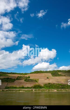 Forte coltivazione di pendii ai vigneti di Bopparder Hamm nella Valle del Medio Reno superiore, patrimonio mondiale dell'UNESCO, Boppard, Renania-Palatinato, Germania Foto Stock