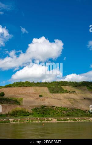 Forte coltivazione di pendii ai vigneti di Bopparder Hamm nella Valle del Medio Reno superiore, patrimonio mondiale dell'UNESCO, Boppard, Renania-Palatinato, Germania Foto Stock