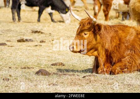 Bestiame rosso, giacente sul fieno al campo di primavera. Vacca di razza rossa per carne e latte. Agricoltura, concetto di pascolo libero, campo autunnale Foto Stock