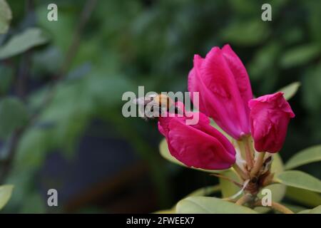 Bumblebee Shaggy su un fiore rosso rododendro. Foto Stock