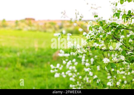 Cespuglio di shadberry con fiori bianchi sui rami contro tramonto offuscato sera sfondo naturale primavera Foto Stock