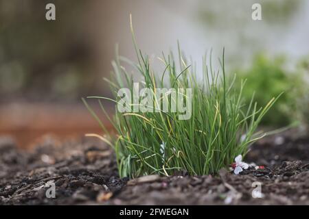 Coltivare i chiodi verdi giovani nel giardino. Allium Shoenosprasum in terreno fertile. Foto Stock