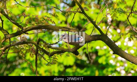 Jays, uccelli della famiglia dei corvo. Jay che gioca nel parco cittadino - immagine Foto Stock