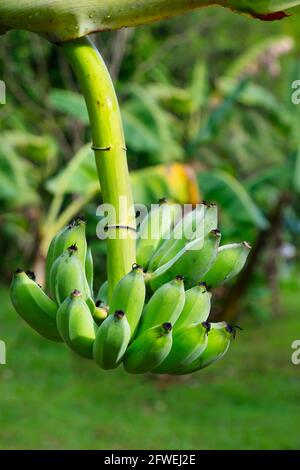 cluster di banana giovane in banana albero Foto Stock