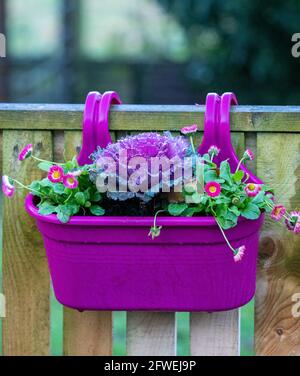 Fiori autunnali, di cavolo ornamentale e Daisy in un contenitore di piante dai colori vivaci Foto Stock