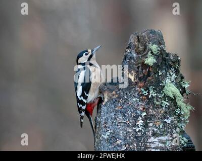 Picchio rosso maggiore - Dendrocopus major Foto Stock