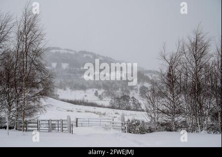 Hill Farm in un giorno d'inverno, in Scozia Foto Stock