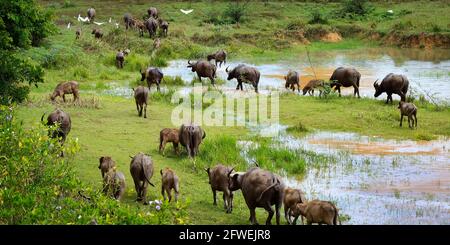 gruppo di bufali d'acqua in campo Foto Stock