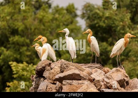 Uccelli situati su rocce, famiglia di uccelli, gruppo di uccelli di coppia Foto Stock