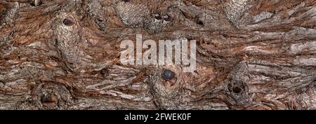 Corteccia ruotata orizzontalmente di un albero di sequoia con bushole Foto Stock