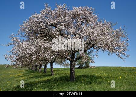 Albero di mela in fiore all'inizio di una fila di alberi in un prato Foto Stock