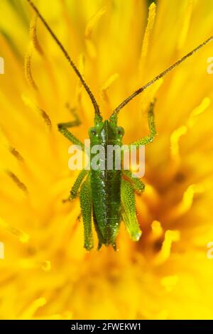 Un piccolo giovane cavallino su un fiore giallo di dente di leone durante la primavera. Foto Stock