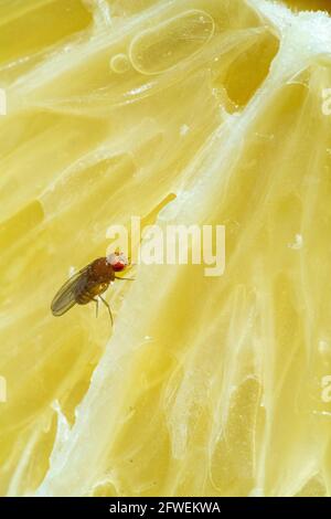 La mosca della frutta e la loro larva che si nutrono su una fetta di agrumi. Foto Stock