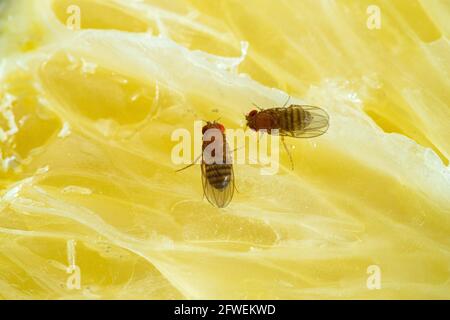 La mosca della frutta e la loro larva che si nutrono su una fetta di agrumi. Foto Stock