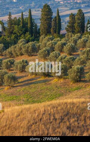 Oliveto vicino Volterra in Toscana Foto Stock