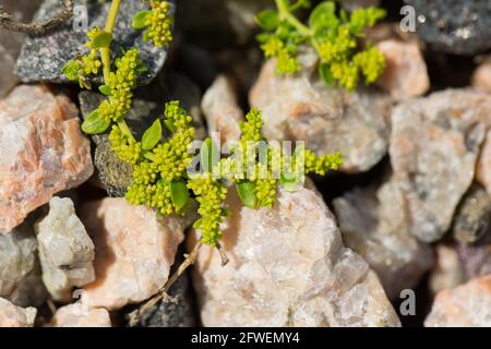 Rupturewort liscio (Herniaria glabra) Foto Stock