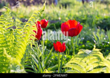 Tulipani e felci che crescono nel giardino con sfondo sfocato. Foto Stock