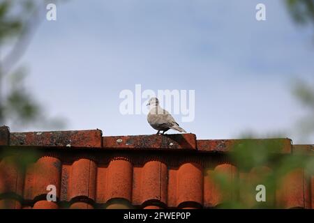Un piccione selvaggio si siede in alto sul tetto. Foto Stock