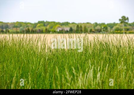 sfondo costituito da erba, campi e alberi lontani Foto Stock