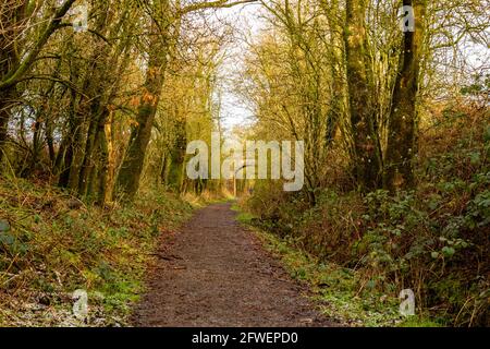 Sentiero Woodland lungo la vecchia linea ferroviaria Dumfries e Galloway a Threave, Scozia Foto Stock