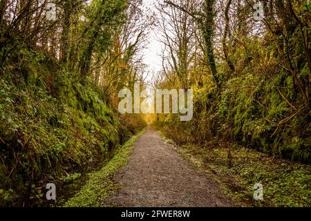 Il sentiero non finisce mai attraverso una foresta a foglia larga lungo la vecchia linea ferroviaria Galloway, la Threave Estate, Dumfries e Galloway, Scozia Foto Stock