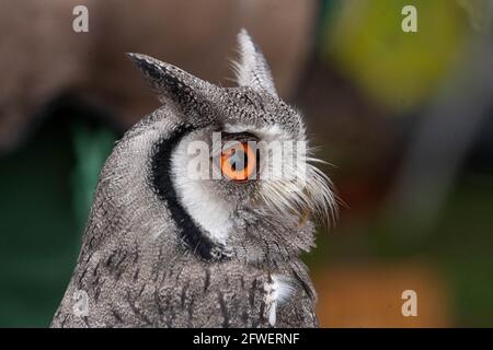 Brentwood Essex 22 maggio 2021 Weald Park Country Show, Weald Festival of Dogs, Weald Festival of Cars, Weald Country Park, Brentwood Essex, Owl, Credit: Ian Davidson/Alamy Live News Foto Stock