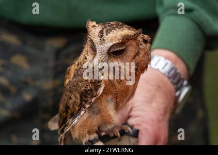 Brentwood Essex 22 maggio 2021 Weald Park Country Show, Weald Festival of Dogs, Weald Festival of Cars, Weald Country Park, Brentwood Essex, Owl Credit: Ian Davidson/Alamy Live News Foto Stock