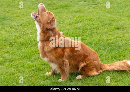 Brentwood Essex 22 maggio 2021 Weald Park Country Show, Weald Festival of Dogs, Weald Festival of Cars, Weald Country Park, Brentwood Essex, Credit: Ian Davidson/Alamy Live News Foto Stock