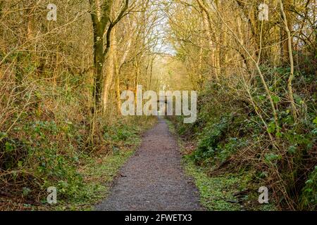 Sentiero Woodland lungo la vecchia linea ferroviaria Dumfries e Galloway a Threave, Scozia Foto Stock