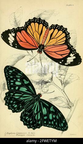 James Duncan - bellissima illustrazione delle farfalle dalla Biblioteca Naturalista A cura di Sir William Jardine -1858 - Plate 9 Foto Stock