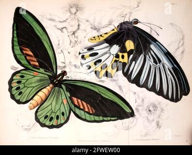 James Duncan - bellissima illustrazione delle farfalle dalla Biblioteca Naturalistica edita da Sir William Jardine -1858 - Plate 1. Foto Stock