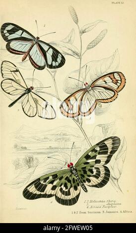 James Duncan - bellissima illustrazione delle farfalle dalla Biblioteca Naturalista A cura di Sir William Jardine -1858 - Plate 12 Foto Stock