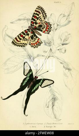 James Duncan - bellissima illustrazione delle farfalle dalla Biblioteca Naturalista A cura di Sir William Jardine -1858 - Plate 5 Foto Stock