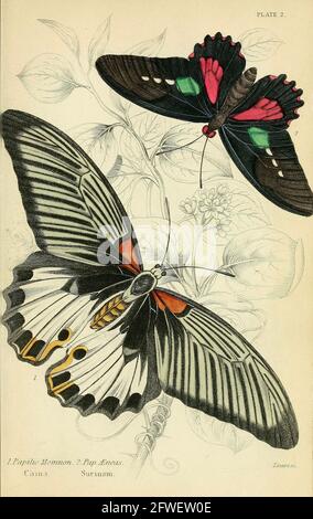 James Duncan - bellissima illustrazione delle farfalle dalla Biblioteca Naturalista A cura di Sir William Jardine -1858 - Plate 2 Foto Stock