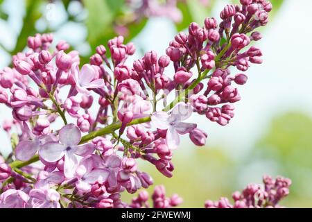 lilla comune fiorire nel giardino in primavera Foto Stock
