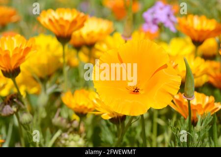 Papavero Escholzia californica di fronte al campo di fiori nel natura Foto Stock