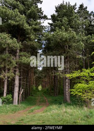 Percorso attraverso la pineta vicino a Dirleton, vicino a North Berwick, East Lothian, Scozia, Regno Unito Foto Stock