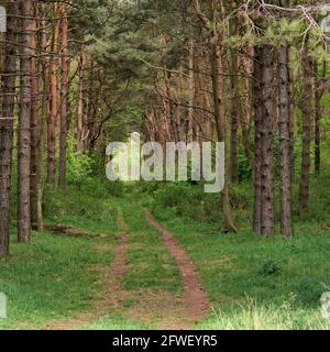 Percorso attraverso la pineta vicino a Dirleton, vicino a North Berwick, East Lothian, Scozia, Regno Unito Foto Stock