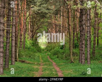 Percorso attraverso la pineta vicino a Dirleton, vicino a North Berwick, East Lothian, Scozia, Regno Unito Foto Stock