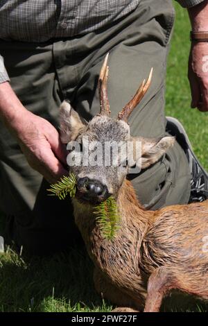 hunter inginocchiato con il suo trofeo di un capriolo ucciso Foto Stock