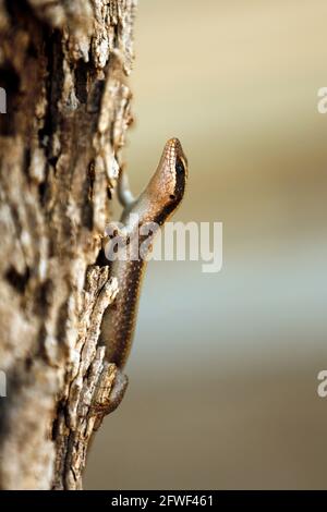 African Striped Skink (Trachylepis striata), su albero. Kruger Park, Sudafrica Foto Stock