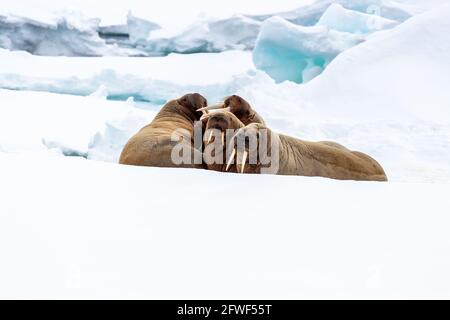 Un brutto giro per adulti sul ghiaccio veloce intorno a Svalbard, un arcipelago norvegese tra la Norvegia continentale e il Polo Nord. Spazio per il testo Foto Stock