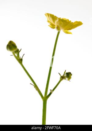 Buttercup comune (Ranunculus acris) fotografato in studio su uno sfondo bianco chiaro Foto Stock