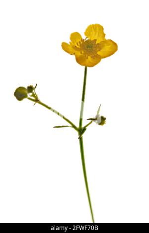 Buttercup comune (Ranunculus acris) fotografato in studio su uno sfondo bianco chiaro Foto Stock