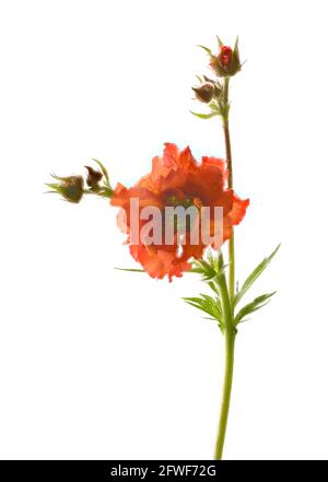 Bel fiore rosso brillante di Geum (specie di Rosaceae) fotografato su uno sfondo bianco chiaro Foto Stock