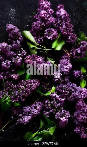 carta da parati con sprigs lilla viola su sfondo nero. Foto Stock