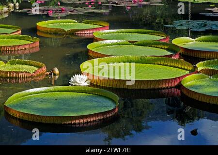 Victoria regia (Victoria amazonica) sul lago Foto Stock