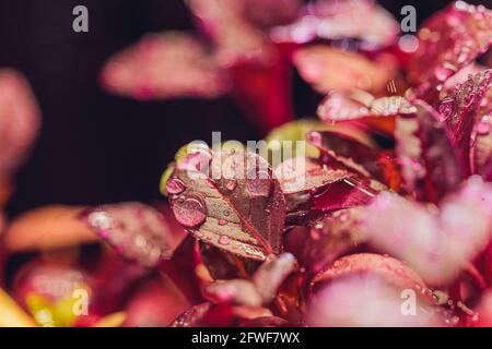 Microsfere rosse di amaranto cresciute all'interno del terreno Foto Stock