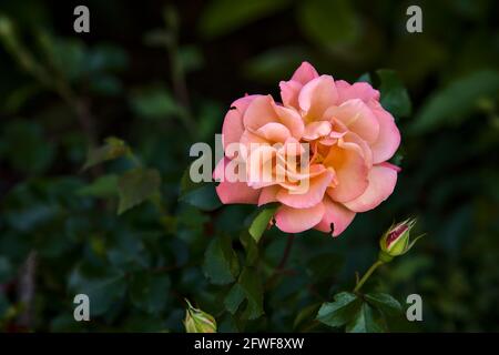 Rosa e rosa arancione visto da vicino Foto Stock