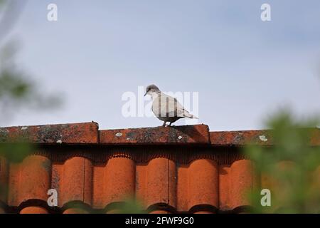 Un piccione selvaggio si siede in alto sul tetto. Foto Stock